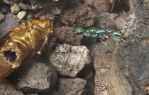 Descubra a vespa-esmeralda que transforma baratas em zumbis!