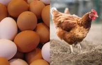 O que veio primeiro: o ovo ou a galinha?