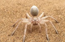 Garras de aranha mortas e banheiros com impressão anal: Veja a premiação Ig Nobels de 2023