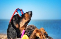 Por que os cachorros adoram deitar ao sol?