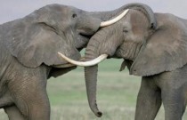 Incrível descoberta afirma que os elefantes têm “nomes” específicos uns para os outros