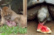 Calor leva zoológico a alimentar animais com picolé