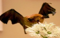 O chamado das flores: a interação ecológica entre morcegos e plantas