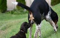 Por que os cachorros cheiram as partes traseiras uns dos outros?