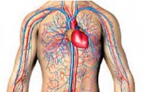 Sistema circulatório e circulação sanguínea - informações sobre o sangue