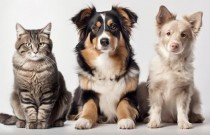 Convivência canina e felina: Descubra as raças de cachorro que mais se dão bem com gatos