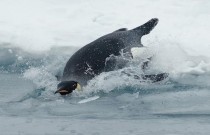 A velocidade do ar: descubra o pinguim imperador