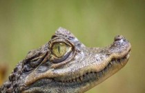 Crocodilos vs. Jacarés: Quem é quem?