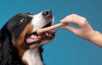 10 mitos intrigantes e comuns sobre os cachorros