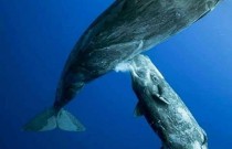 Como as baleias mamam?