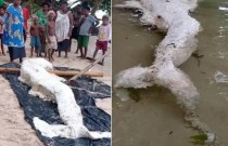 Criatura misteriosa surge em praia e causa um grande alvoroço em Papua Nova Guiné