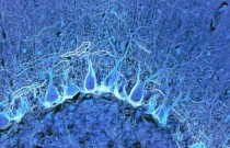 Mapa mais detalhado do cérebro humano já contém 3.300 tipos de células