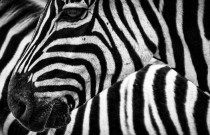 Por que as zebras têm listras? São brancas com listras pretas ou vice-versa?
