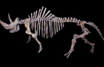 DNA de rinoceronte pré-histórico europeu é recuperado de cocô fossilizado