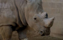 Tratadora perde a vida em ataque de rinoceronte na Áustria