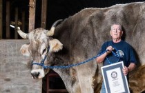 Bovino gigante estabelece recorde para o boi mais alto do mundo