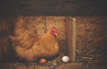20 dicas para ajudar as galinhas a botarem mais ovos: