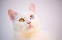 16 cuidados, fatos e curiosidades sobre os gatos Angorá: