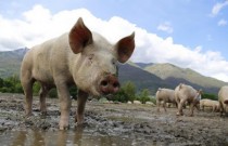 Como engordar porco de forma barata e fazer ração orgânica para porcos dentro do orçamento
