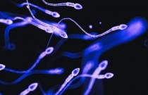 50 anos de dados relacionam inseticidas ao declínio global da contagem de espermatozoides