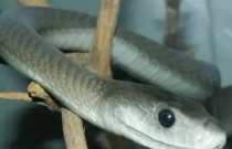 As 10 espécies de cobras mais perigosas do mundo