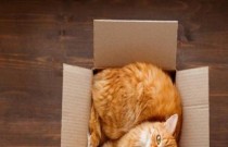 Por que gatos gostam tanto de caixas de papelão?