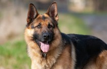 Cachorro policial: uma das raças mais inteligentes, aprenda tudo sobre esses animais