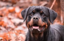 Cachorro Rottweiler: Cuidados, alimentação, curiosidades em geral e muito mais