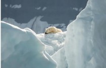 Proteger os delicados ecossistemas polares mapeando a biodiversidade