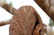 O pássaro João-de-barro e a infidelidade: mito ou verdade?