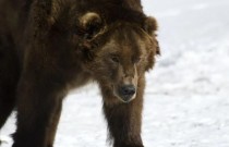 Ursos meio adormecidos vagam pela Sibéria porque está quente demais para hibernar