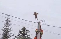 Gato encalhado evita resgate saltando de cima de poste