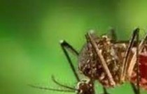 Mudanças climáticas podem agravar quadro de doenças como dengue e zika