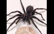 Maior macho da aranha mais venenosa do mundo é encontrado na Austrália