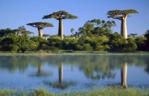 Top 10 florestas mais ameaçadas do mundo