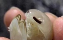 Crustáceo transparente de olhos gigantes é descoberto