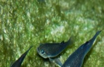 9 curiosidades sobre o raríssimo peixe que vive no vale da morte