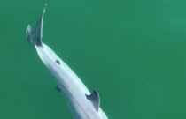 Primeiro vídeo de um tubarão branco recém-nascido