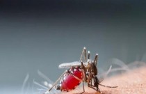 Prevenção da dengue: 4 medidas simples para evitar a doença
