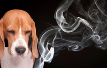 A luta contra o fumo passivo nos animais de estimação