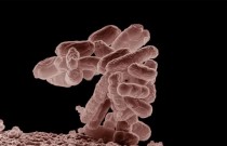 Cepa nova e altamente infecciosa de E. coli resistente a antibióticos poderosos