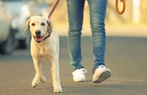Quais os benefícios de passear com cachorro? Seu dog mais feliz!