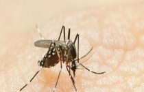 Qual o melhor repelente para a dengue? Dois tipos que protegem contra mosquito