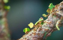 Como formigas cortadeiras cultivam um jardim de fungos