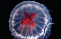Água-viva com cruz vermelha brilhante no estômago descoberta em uma caldeira vulcânica