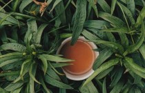 Micróbios das raízes podem ser o segredo para uma xícara de chá com melhor sabor