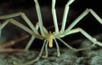 Segredos de aranhas marinhas gigantes da Antártica e seus ovos revelados após 140 anos