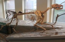 Os antepassados dos cachorros: descubra os cães gigantes pré-históricos