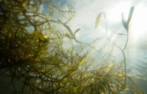 Implantes de algas marinhas podem aumentar o rendimento das colheitas