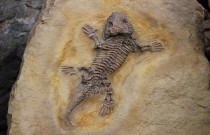 O que é um fóssil vivo?